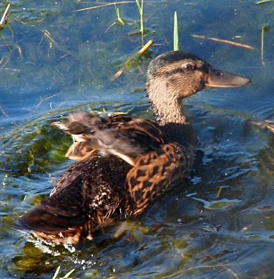 [One duckling on the water at a diagonal to the camera. Its underfeathers on its back look to be quite wet. The wing feather area (only a few feathers have grown) is a bit blurry as it folds the wings back on its back.]